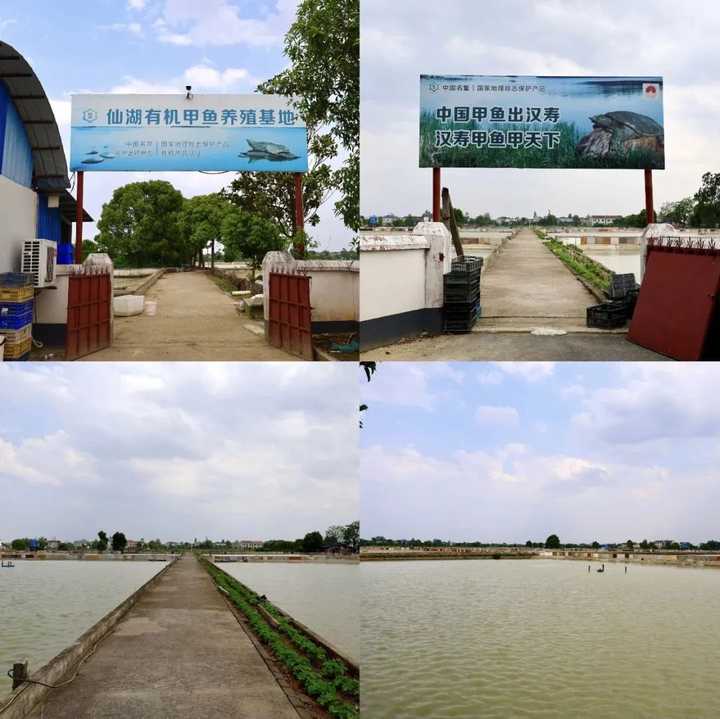 致富养殖甲鱼藕塘图片大全_致富经藕塘养殖甲鱼_致富养殖甲鱼藕塘图片