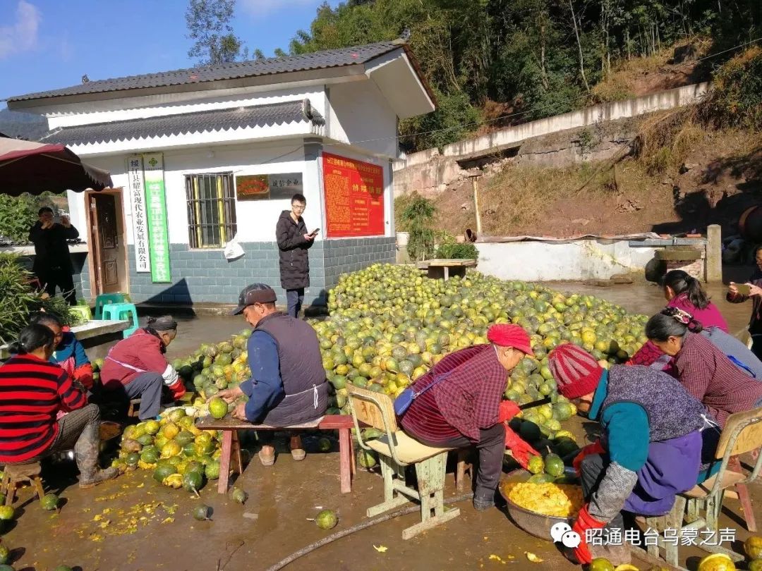 2019种植瓜蒌补贴政策_中央农业致富经种瓜蒌_种植瓜蒌政府有补贴么