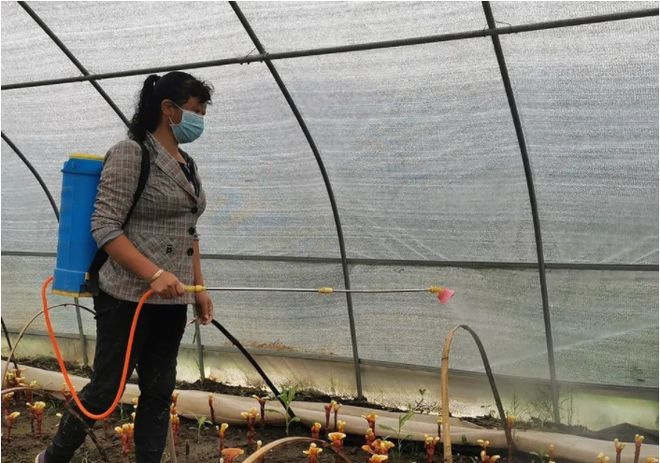 灵芝里的致富经_致富灵芝之路种植视频_致富之路种植灵芝