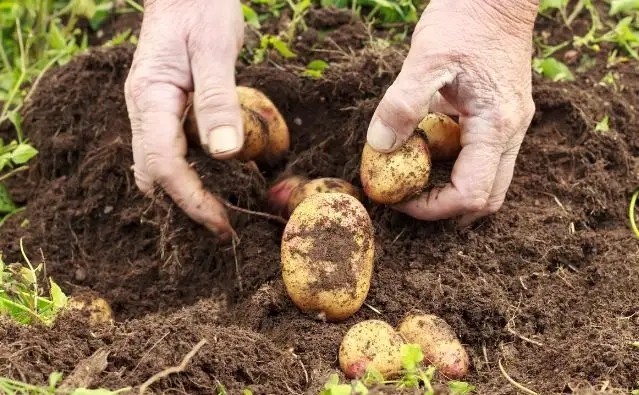 致富经土豆种植视频_土豆致富经_致富经种土豆视频