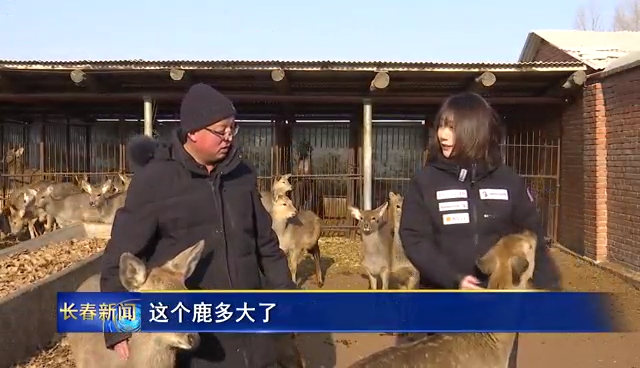 致富经梅花鹿养殖视频_养梅花鹿致富经_养殖梅花鹿真的赚钱吗