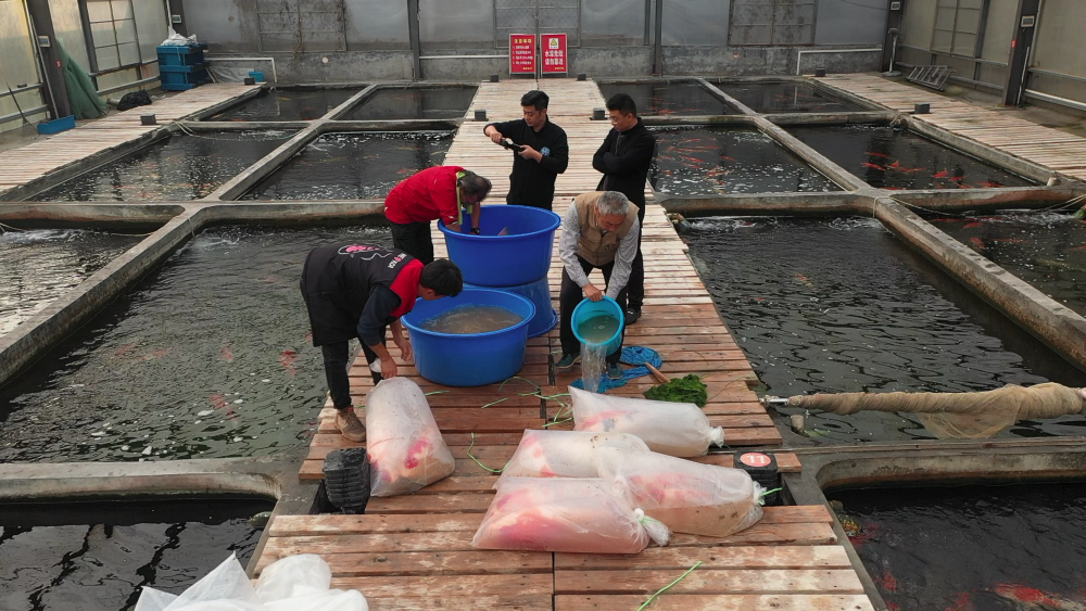 经过打包、充氧的锦鲤准备销往全国各地。（受访者供图）