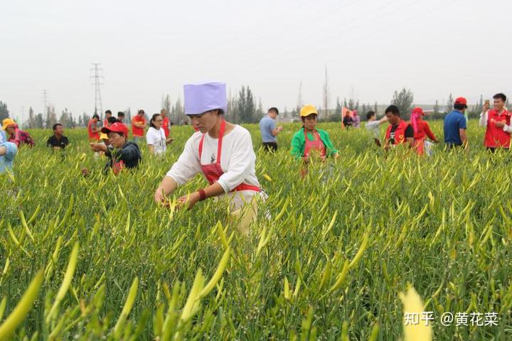 金樱子的种植栽培技术_栽培种植最新金樱子技术要求_金樱子最新种植栽培技术