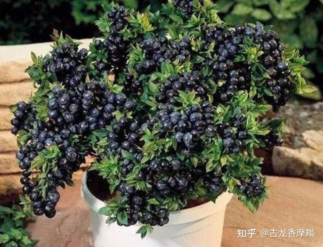 蓝莓致富经_蓝莓种植致富方法_种植蓝莓技术
