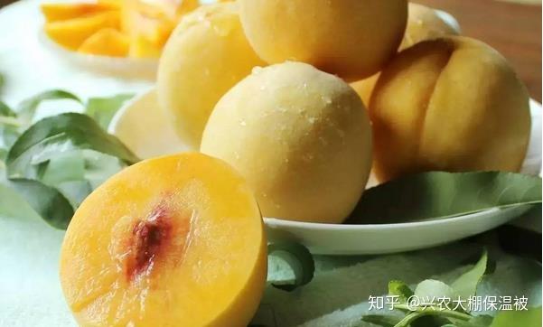 栽培种植最新金樱子技术视频_金樱子最新种植栽培技术_栽培种植最新金樱子技术要求