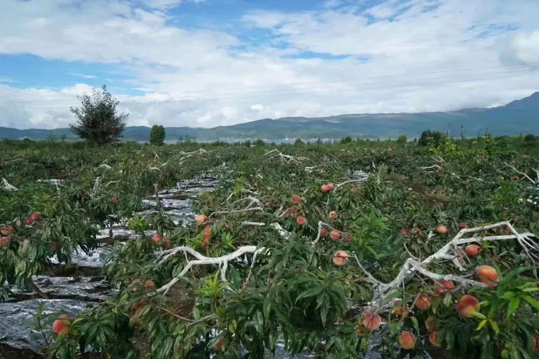 种蔬菜致富经_种植蔬菜致富侧记_致富蔬菜种植侧记图片