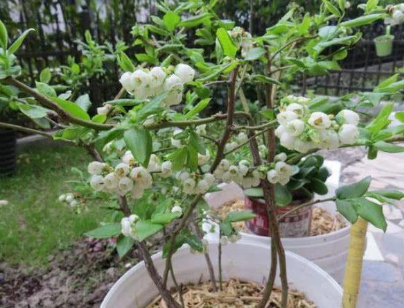 把蓝莓种阳台，掌握关键几点，蓝莓结成串、果子多又甜，真值！
