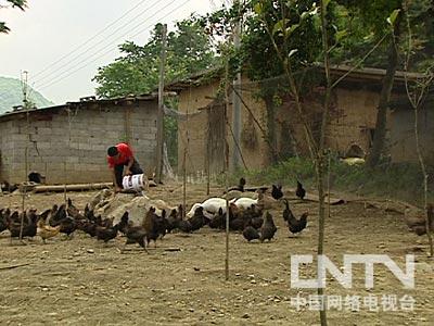 致富经残疾人养猪视频_残疾女人养牛致富经视频_致富经残疾女养珍珠鸡