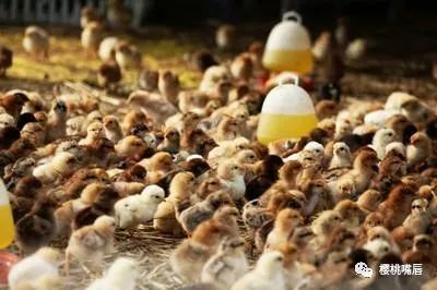 小鸡的养殖技术，只需要学好5个育雏室内的管理与3种疫苗接种方法