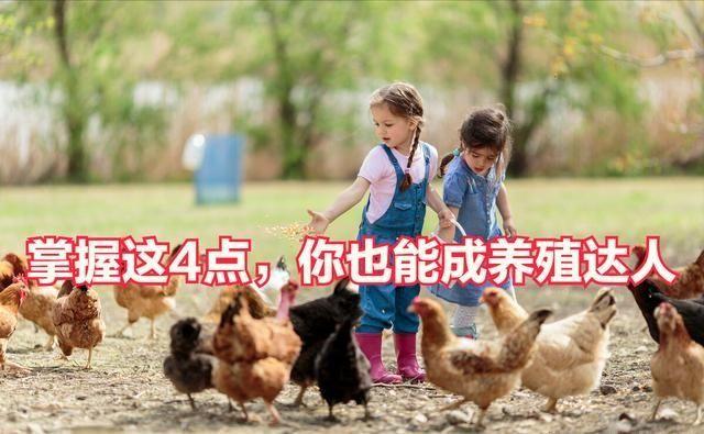 放养山鸡养殖技术视频_农村养山鸡视频_养殖山鸡的技术