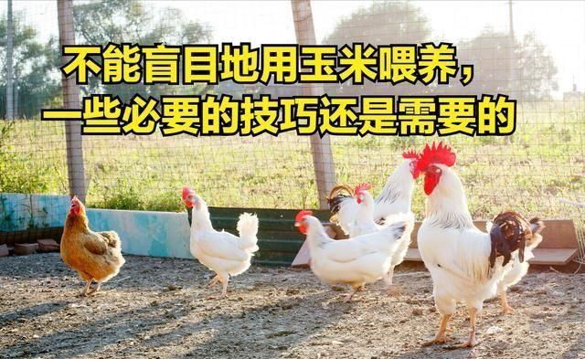 放养山鸡养殖技术视频_养殖山鸡的技术_农村养山鸡视频