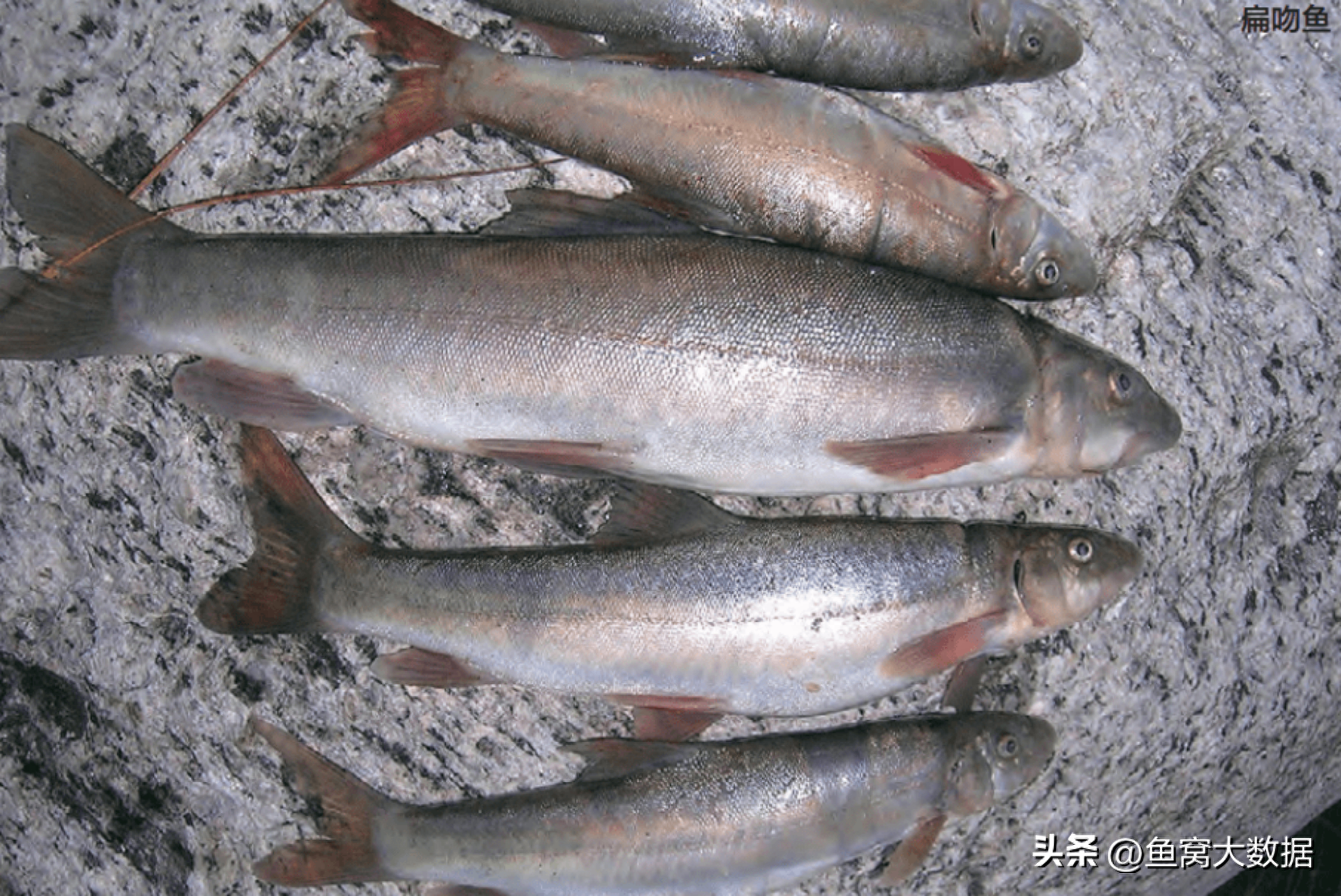 1968年新疆博湖引进2种鱼，混进的几条小鱼6年之间吃空了整个博湖
