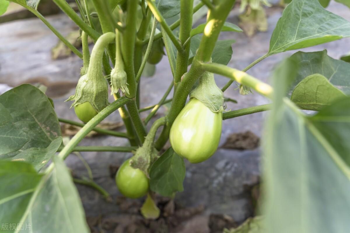 致富茄子巧种植技术视频_致富经茄子种植视频_种植茄子巧致富
