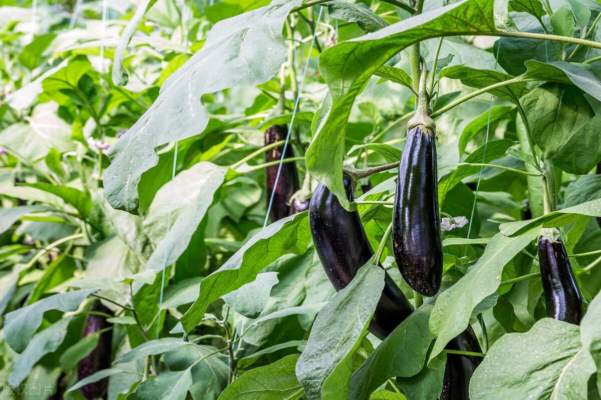 种植茄子巧致富_致富经茄子种植视频_致富茄子巧种植技术视频