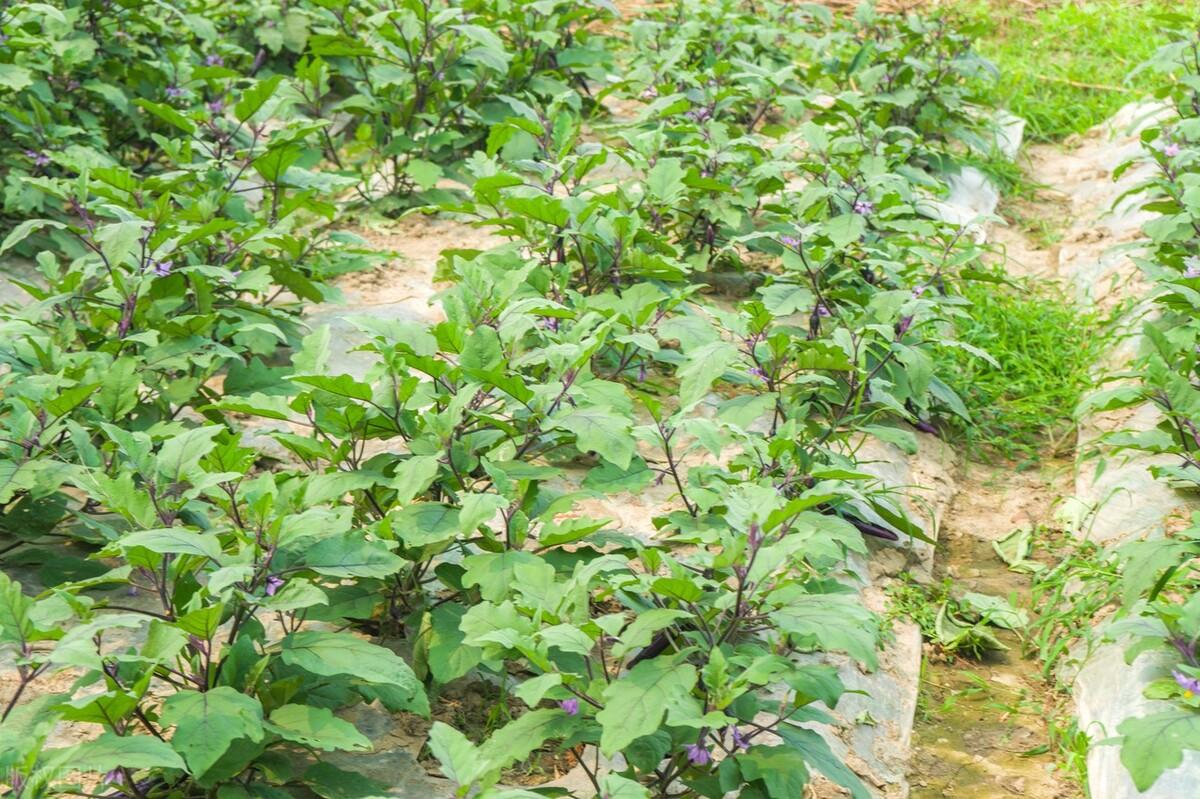 种植茄子巧致富_致富经茄子种植视频_致富茄子巧种植技术视频