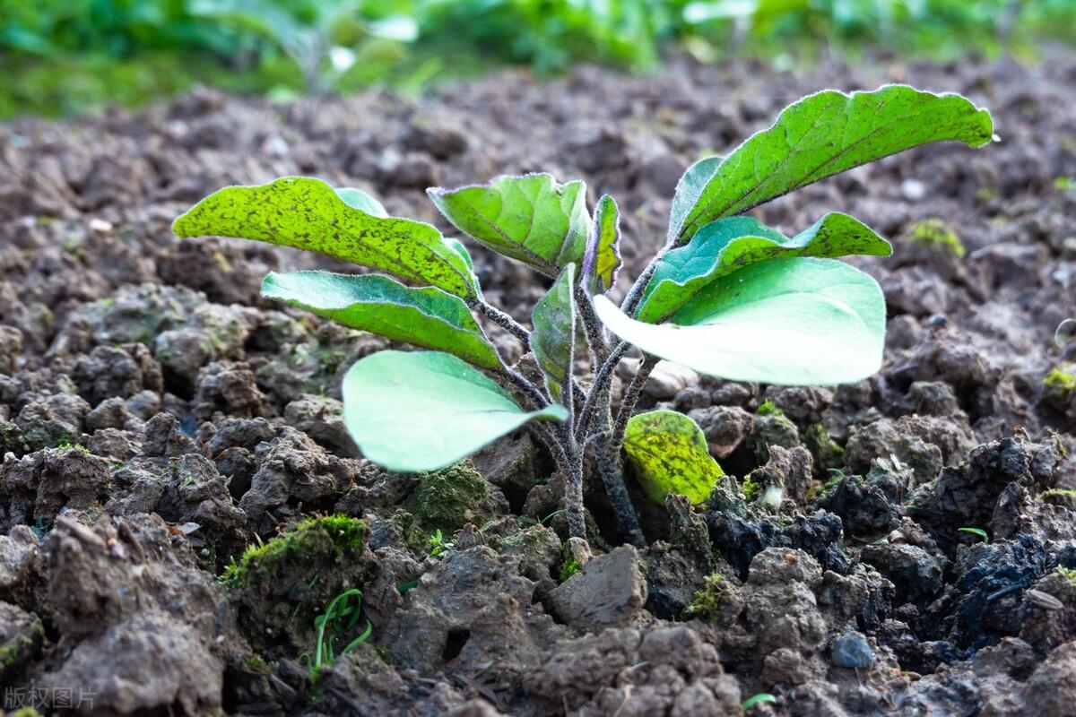 种植茄子巧致富_致富茄子巧种植技术视频_致富经茄子种植视频