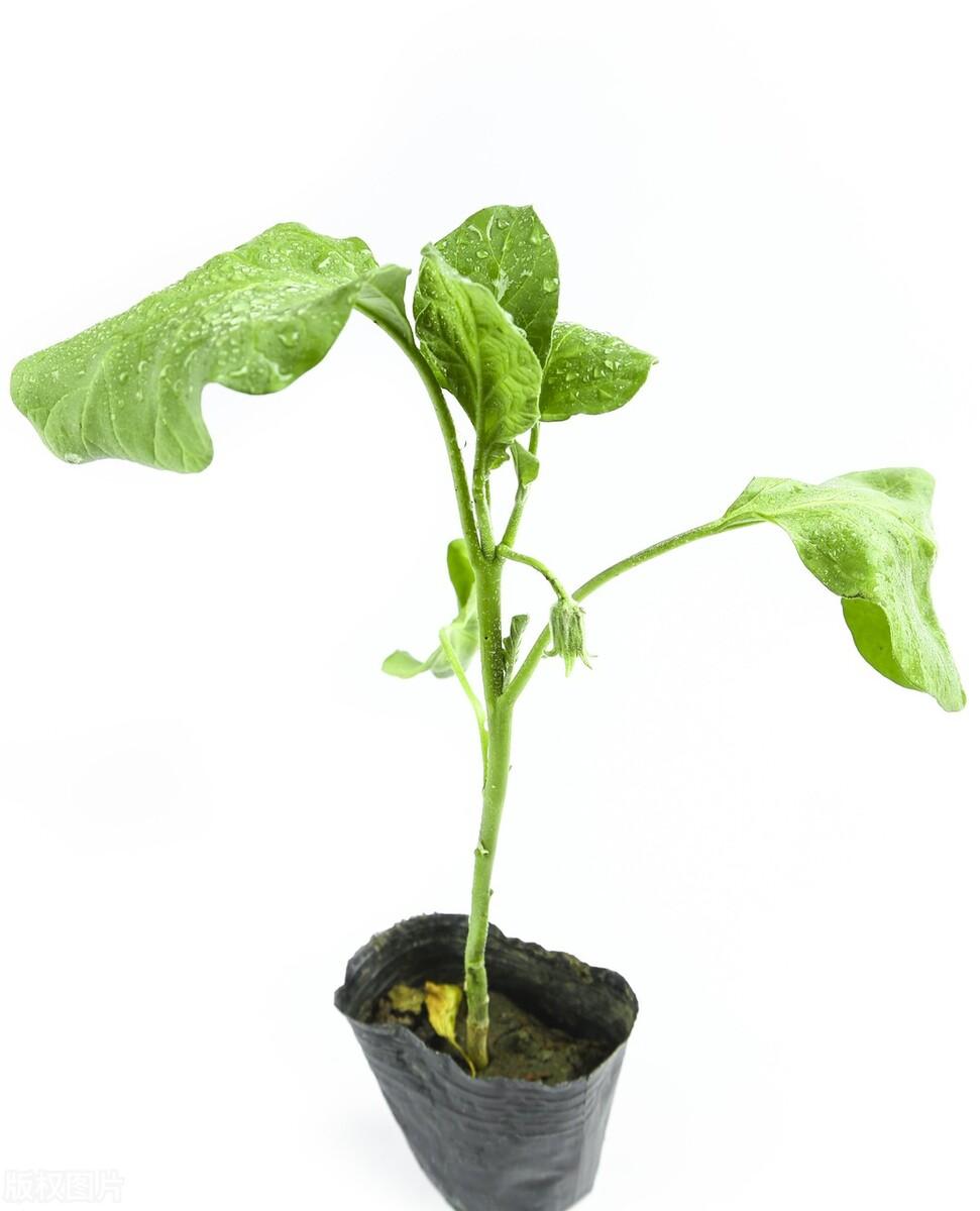 种植茄子巧致富_致富经茄子种植视频_致富茄子巧种植技术视频