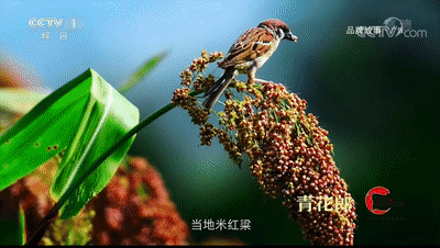 2020央视致富经_致富经cctv7近期_cctv7致富致富经频道