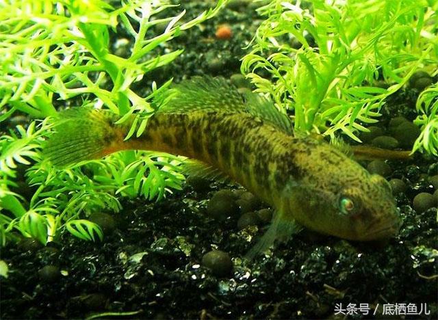 养殖黑鱼有什么技巧_养殖黑道技术有哪些_五道黑养殖技术