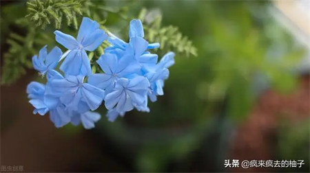大葱在家种植水培技术视频教程_在家水培大葱种植技术_大葱水培种植方法如下