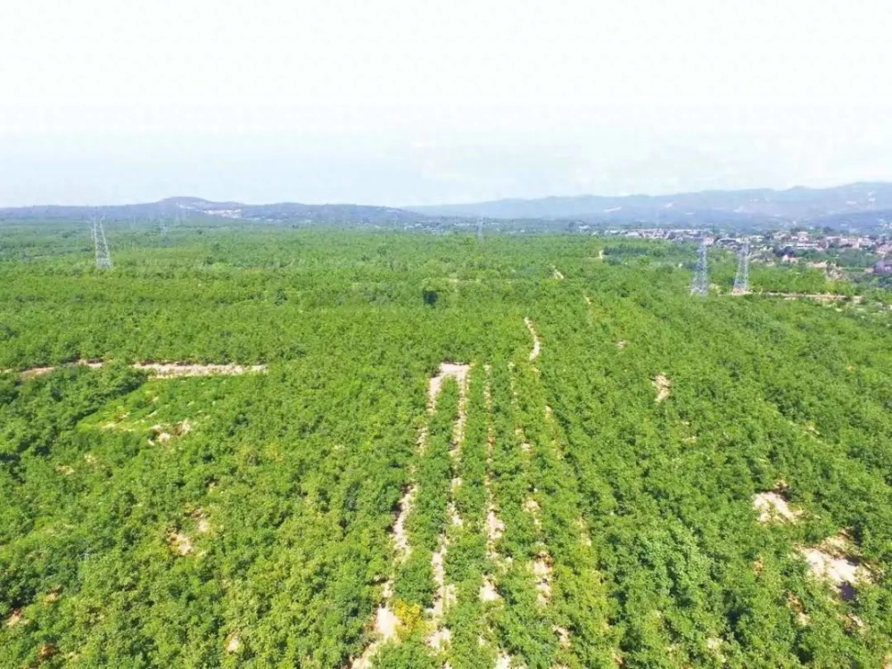 小核桃种植致富_致富核桃种植小苗视频_小核桃种植前景