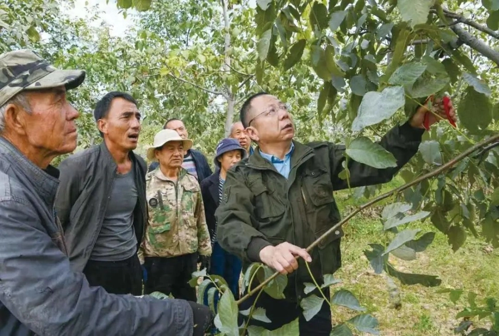 致富核桃种植小苗视频_小核桃种植前景_小核桃种植致富