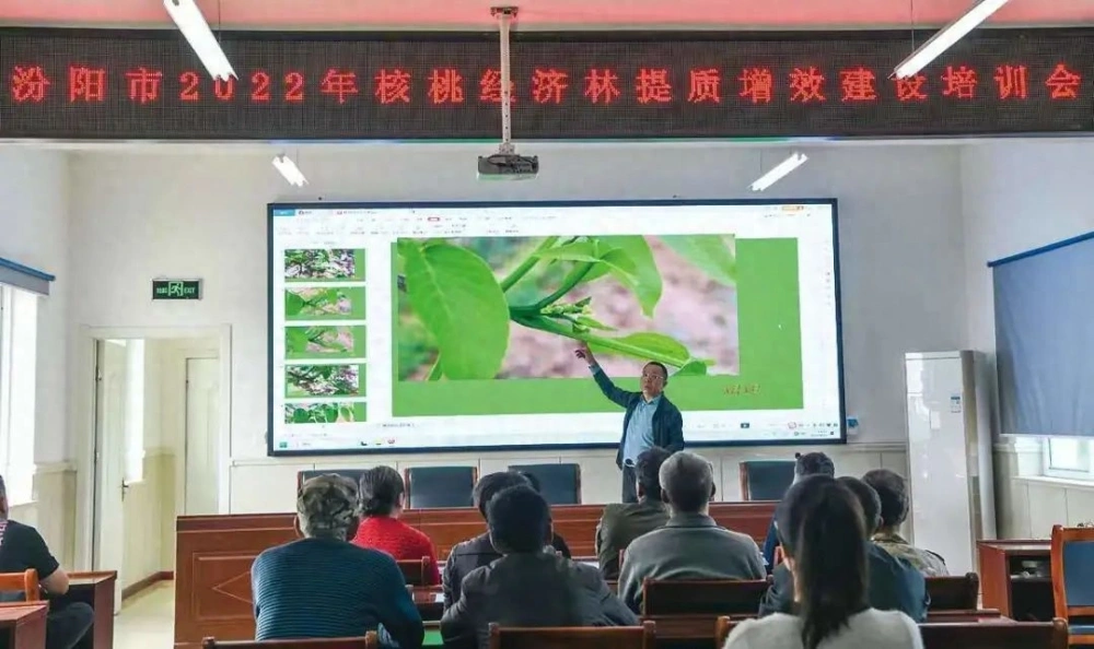 致富核桃种植小苗视频_小核桃种植致富_小核桃种植前景