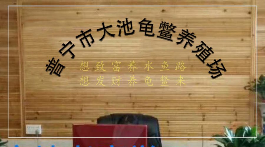 养鳖也能致富！普宁养殖专家免费教你学养殖！