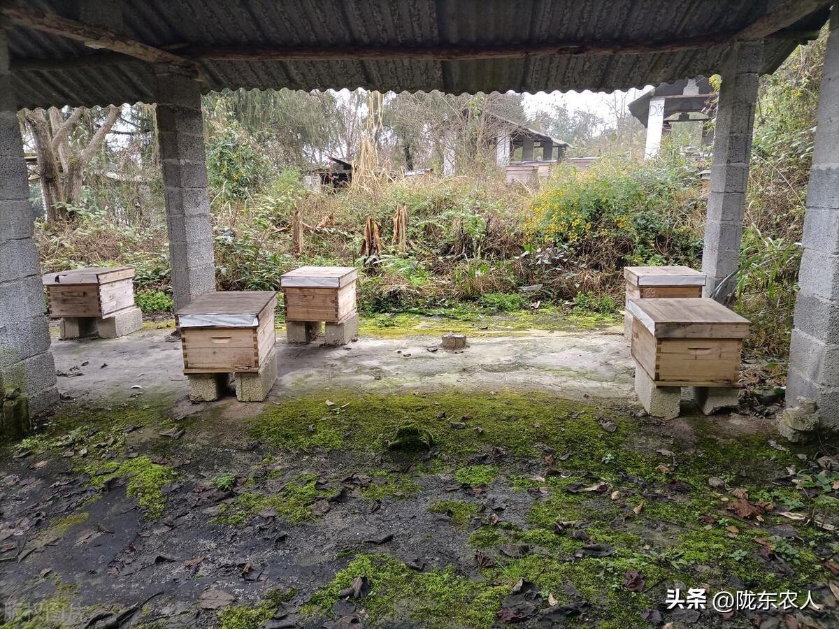 蜜蜂致富养殖故事视频_养蜜蜂的故事_蜜蜂养殖致富故事