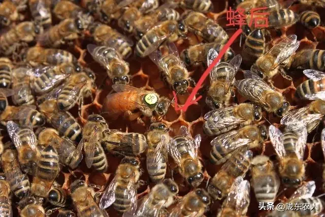 养蜜蜂的故事_蜜蜂致富养殖故事视频_蜜蜂养殖致富故事