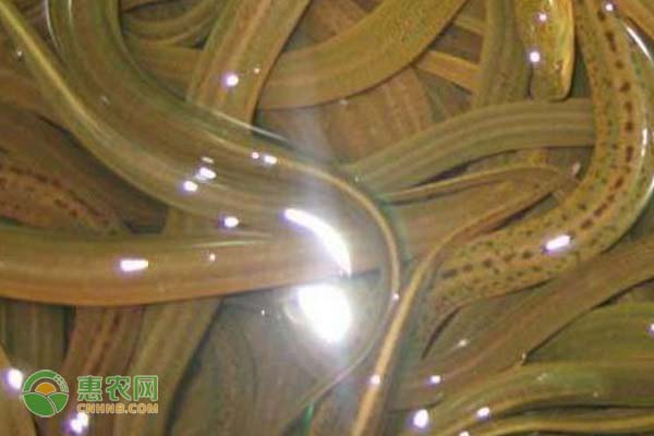 蚯蚓黄鳝生态养殖法_致富养殖蚯蚓黄鳝好吗_致富经蚯蚓养殖黄鳝