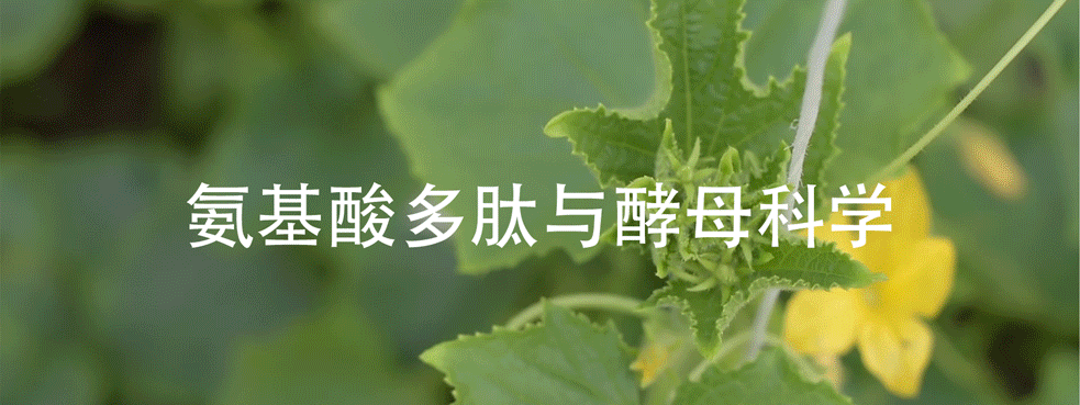 坚果种植技术视频_坚果种植及管理技术视频_坚果如何种植技术视频