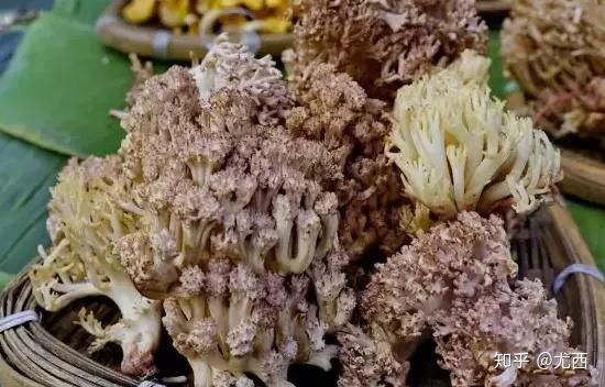 视频种植技术菌子怎么做_视频种植技术菌子图片_菌子种植技术视频