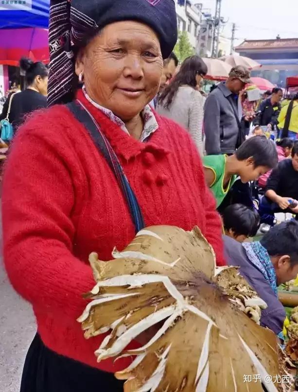 视频种植技术菌子图片_视频种植技术菌子怎么做_菌子种植技术视频