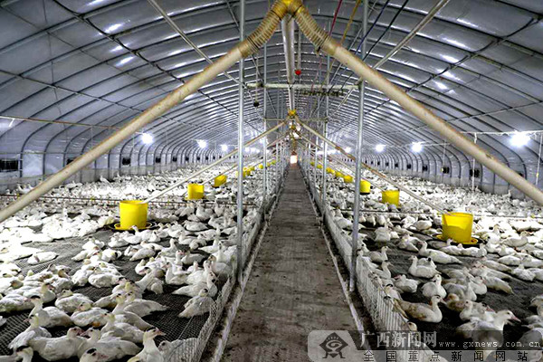 养殖致富网视频_养殖视频致富经_致富能手视频养殖