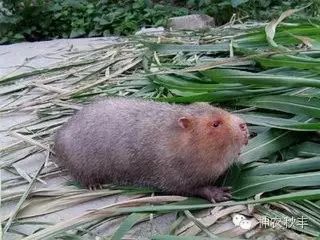 提供竹鼠养殖技术_提供竹鼠养殖技术_提供竹鼠养殖技术