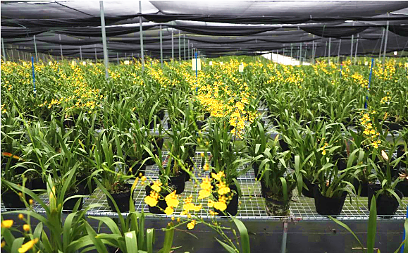 农村种植兰花致富_致富经兰花种植视频_养兰花致富