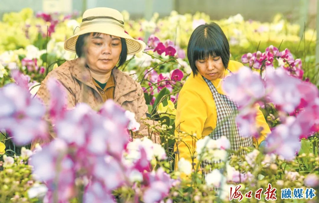 致富兰花种植农村图片大全_兰花致富经_农村种植兰花致富
