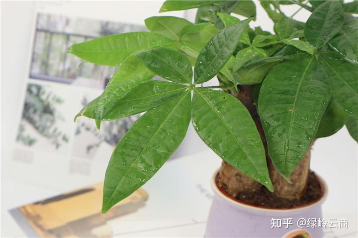 适合边坡绿化的草种品种有哪些？各有各的优缺点，对比一下