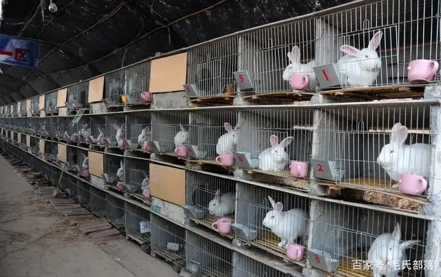 黑兔子的养殖技术视频_黑兔养殖销路_视频养殖黑兔子技术视频教程