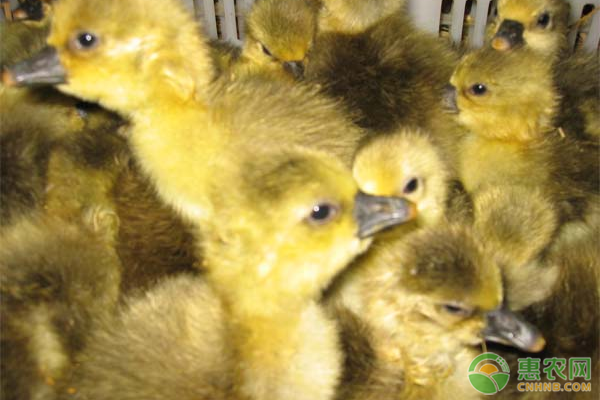 泥鳅孵化器_致富经泥鳅苗孵化视频_视频致富孵化苗泥鳅是真的吗