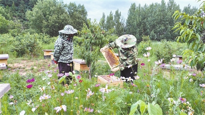 小核桃种植前景_小核桃种植致富_致富核桃种植小麦视频