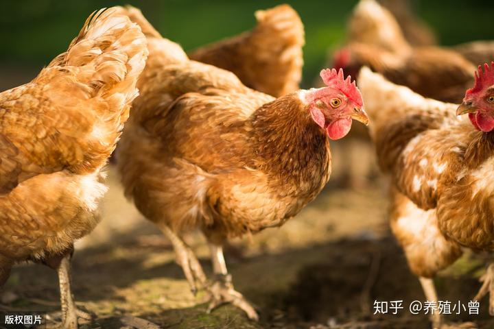 一线经验总结：夏季想养好鸡，管理，用药两者缺一不可