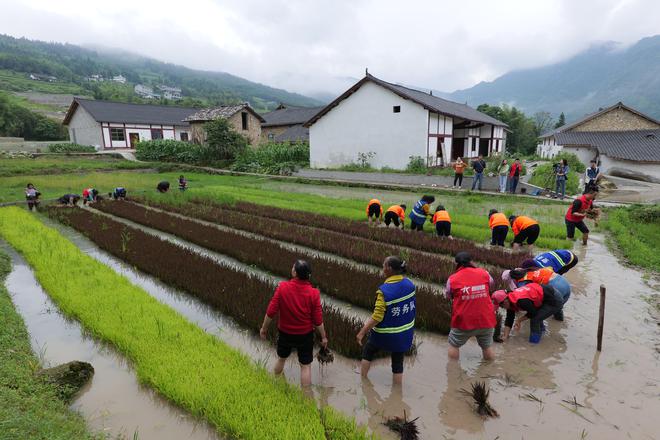 云南牛仔种植致富_云南牛仔种植致富_云南牛仔种植致富