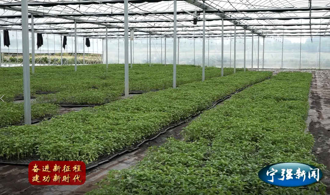 种植致富新项目_种植致富案例_种植种苗致富 新闻