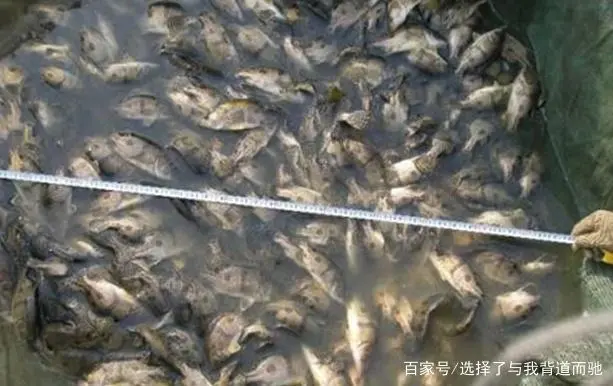 养殖鲈鱼技术_养殖鲈鱼怎么钓最佳_鳜鲈养殖技术
