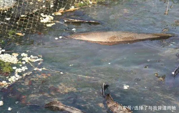 养殖鲈鱼怎么钓最佳_养殖鲈鱼技术_鳜鲈养殖技术
