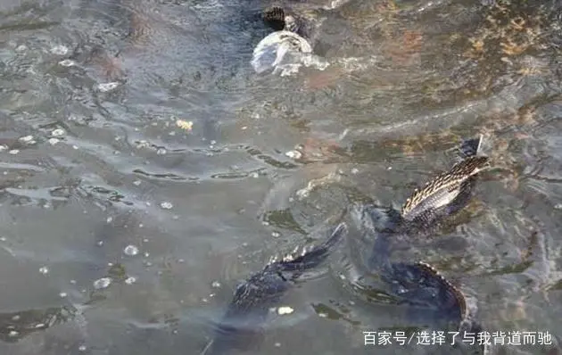 鳜鲈养殖技术_养殖鲈鱼技术_养殖鲈鱼怎么钓最佳