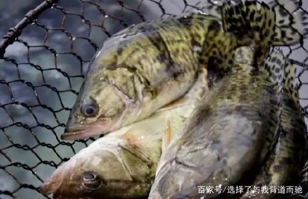 养殖鲈鱼技术_鳜鲈养殖技术_养殖鲈鱼怎么钓最佳