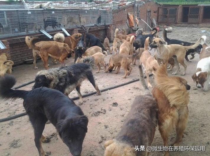 肉狗养殖技术书_最好的肉狗养殖技术_养殖肉狗到底咋样